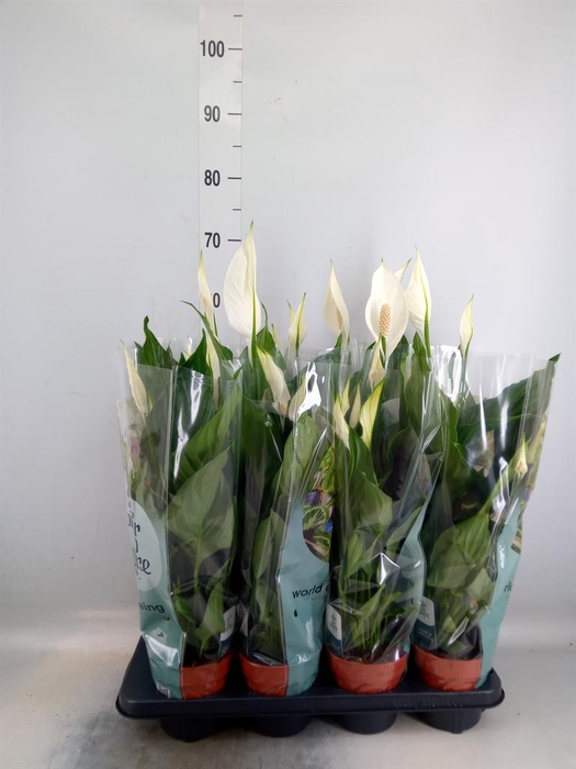 <h4>Spathiphyllum  'Sweet Ricardo'</h4>