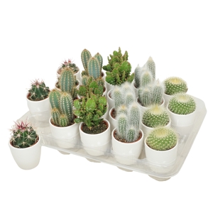 Cactus Gemengd Keramiek Wit