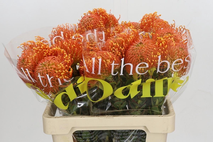 Nutans Ayoba Orange Zest