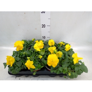 Viola wr. 'Matrix Yellow'