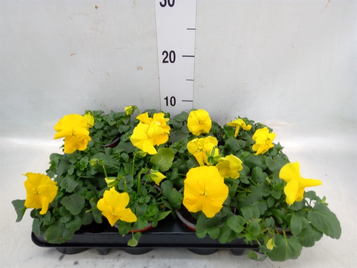 <h4>Viola wr. 'Matrix Yellow'</h4>