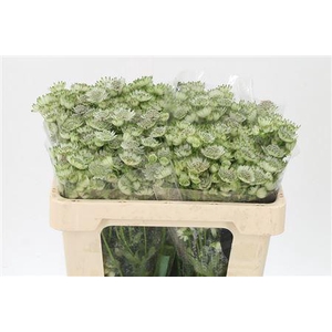 Astrantia Billion Star White Xl