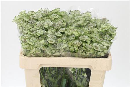 <h4>Astrantia Billion Star White Xl</h4>