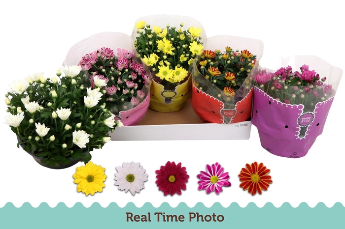 <h4>CHRYS GEM 5 KL</h4>