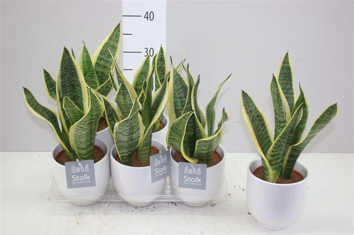 <h4>Sansevieria Tr Futura Superba Liv Keramiek</h4>
