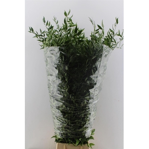 Ruscus Italy Large 100cm ( 4 Stem )