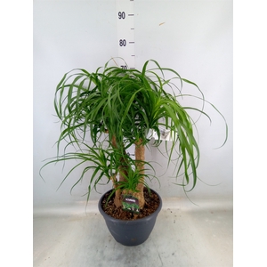 Beaucarnea recurvata