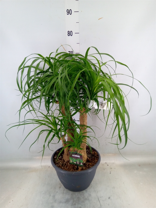 <h4>Beaucarnea recurvata</h4>