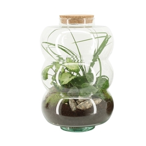 90581: Terrarium arrangement