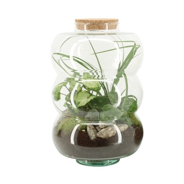 <h4>90581: Terrarium arrangement</h4>