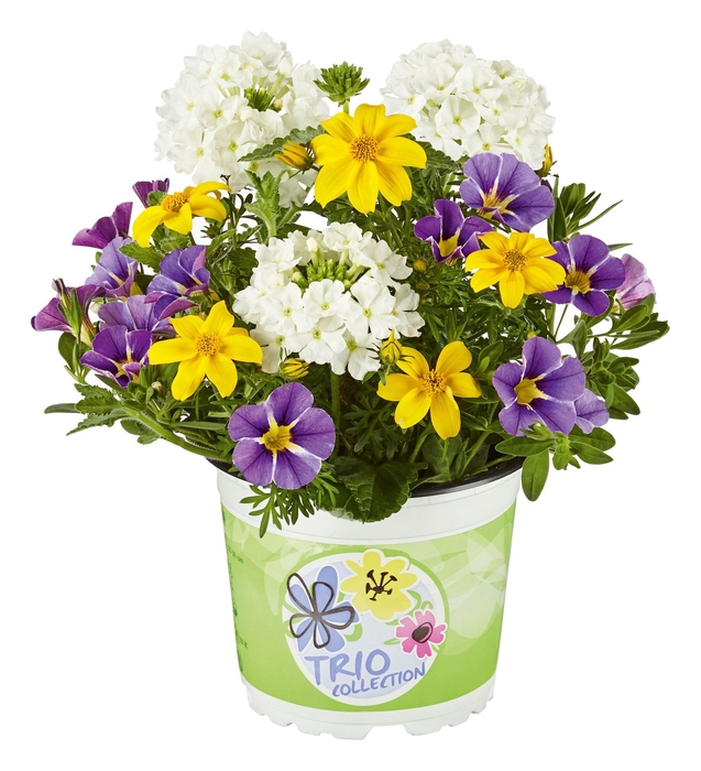 <h4>Overig perkplanten</h4>