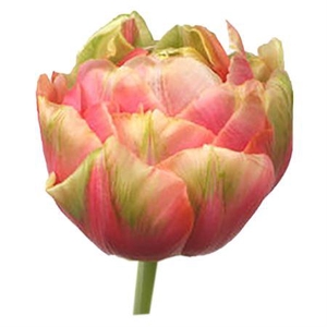 Tu Double Renown Unique Rosso