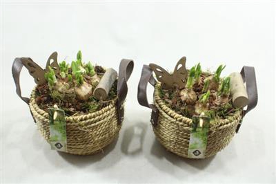 <h4>1312 Leren Band Mand</h4>