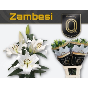 LI OT ZAMBESI MAGNUM 5+