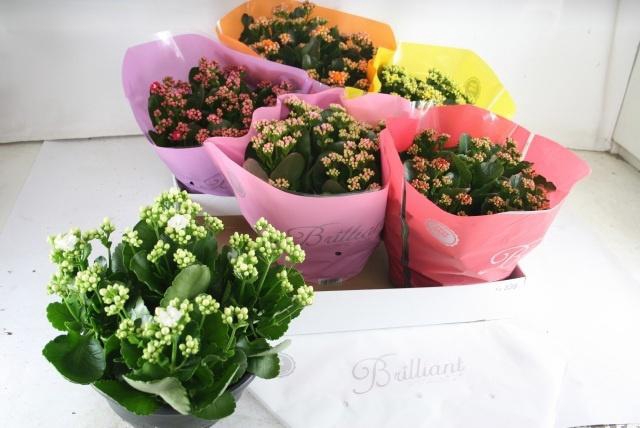 <h4>KAL GE GEM 6 KL</h4>