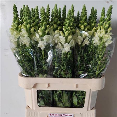 <h4>Antir Poto Ivory White</h4>
