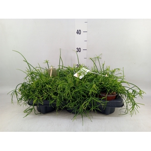 Rhipsalis baccifera 'Oasis'