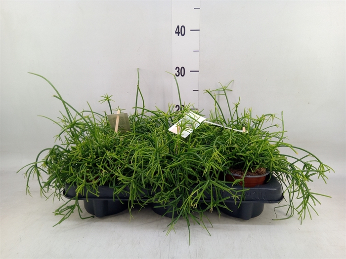 <h4>Rhipsalis baccifera 'Oasis'</h4>