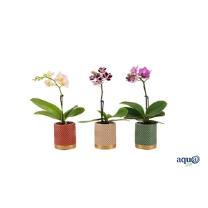 Groovy Autumn Mix Tiny Dolls Mix 1T7+ Aqu@