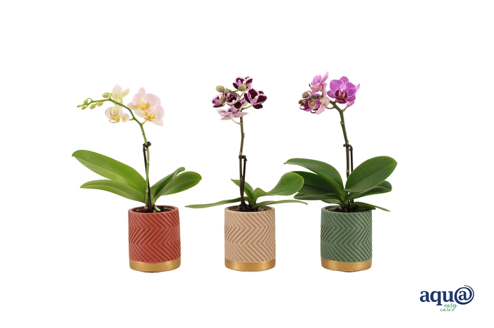 <h4>Groovy Autumn Mix Tiny Dolls Mix 1T7+ Aqu@</h4>