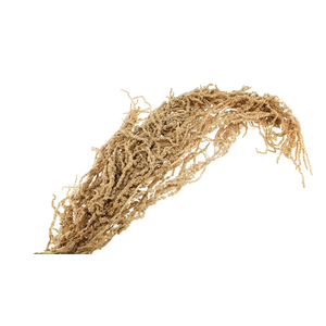 Amaranthus Preserved Coffee