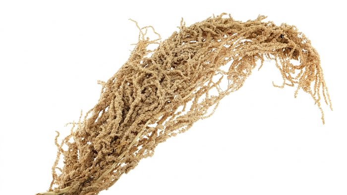 Amaranthus Preserved Coffee
