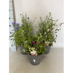 Bloemen Mengsel Divers