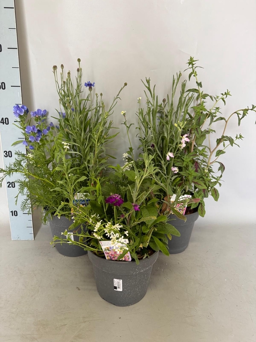 <h4>Bloemen Mengsel Divers</h4>