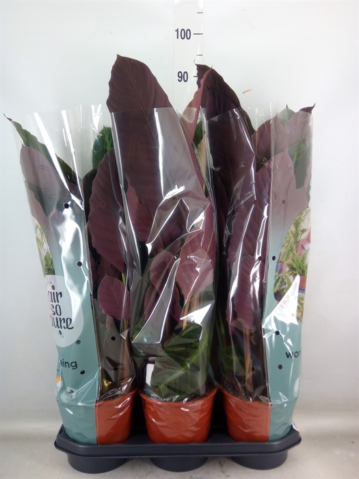<h4>Calathea warscewiczii</h4>
