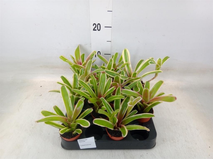 <h4>Nidularium  'Fire Ball Striped'</h4>