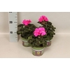 Pelargonium zonale Evi (Violet)