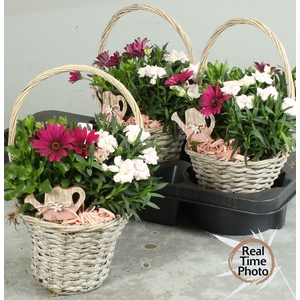 ARR TUINPLANTEN