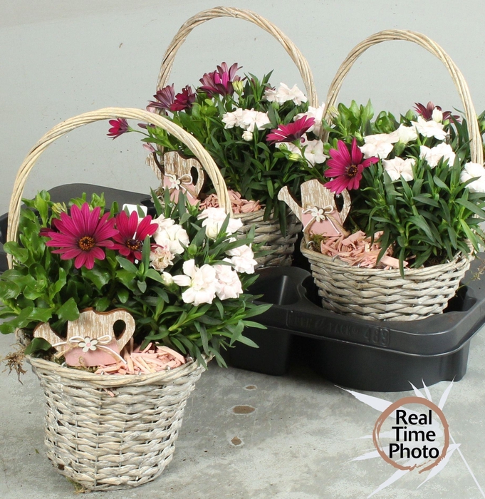 <h4>ARR TUINPLANTEN</h4>