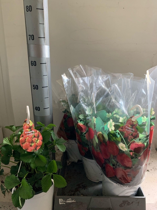 <h4>FRAG ELSANTA</h4>