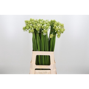 Ornithogalum Saundersiae