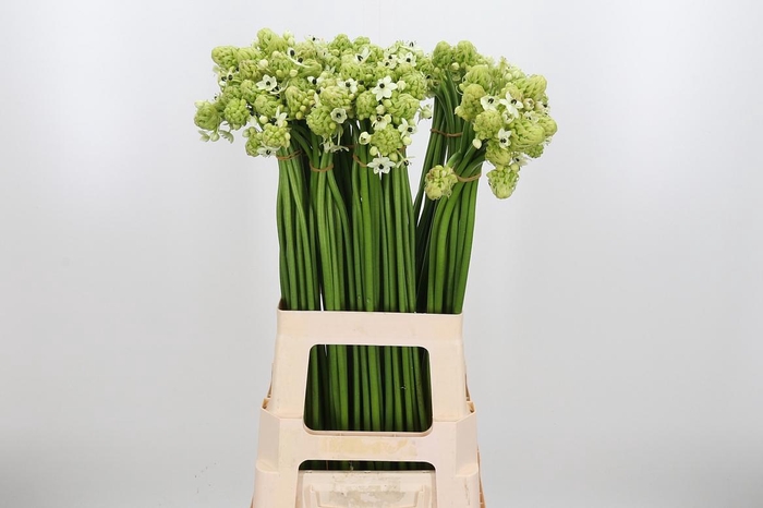 <h4>Ornithogalum Saundersiae</h4>