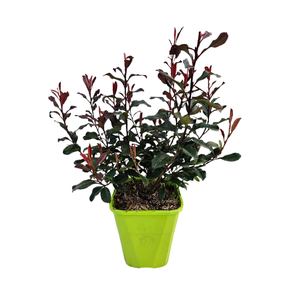 Photinia overig