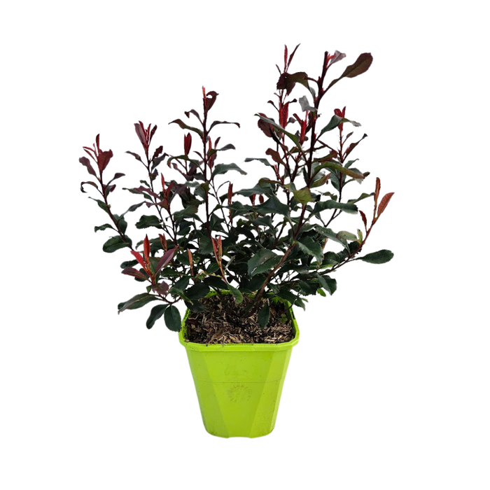 <h4>Photinia overig</h4>