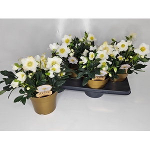 HELL NI HGC WINTERGO