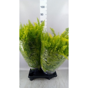 Nephrolepis exal.   ...
