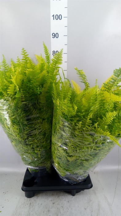 <h4>Nephrolepis exal.   ...</h4>