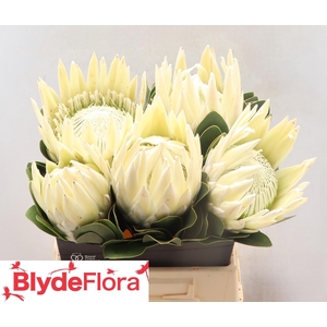 PROTEA HELENA