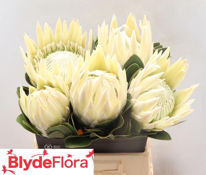 <h4>PROTEA HELENA</h4>