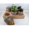 Succulents   ...