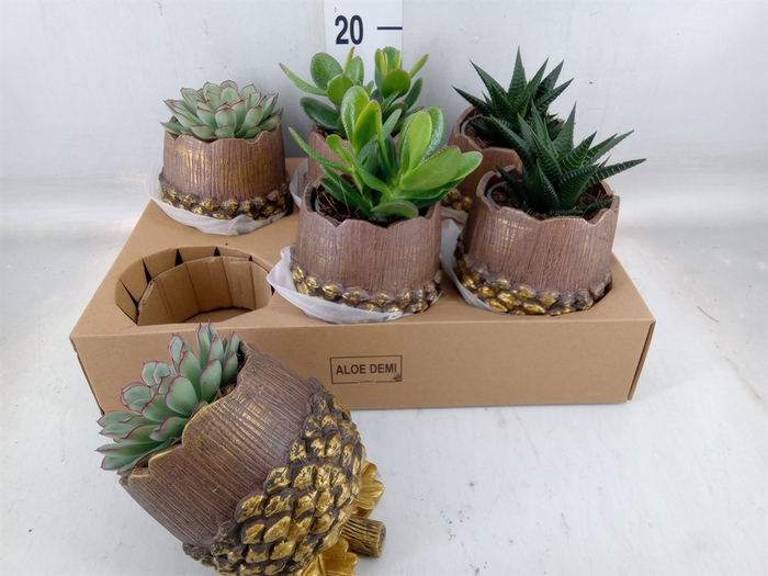 <h4>Succulents   ...</h4>
