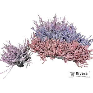 CALLU KLB MIXK H%