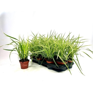CARE MORROWII