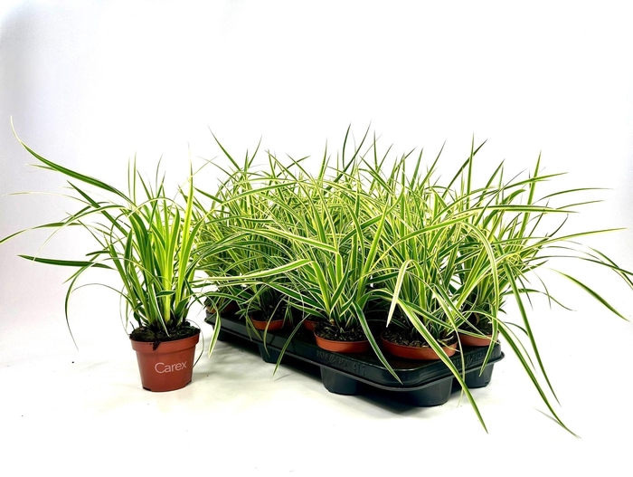 CARE MORROWII