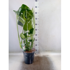 Monstera delic.