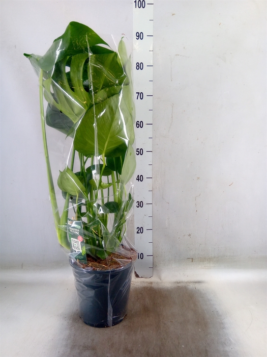 <h4>Monstera delic.</h4>